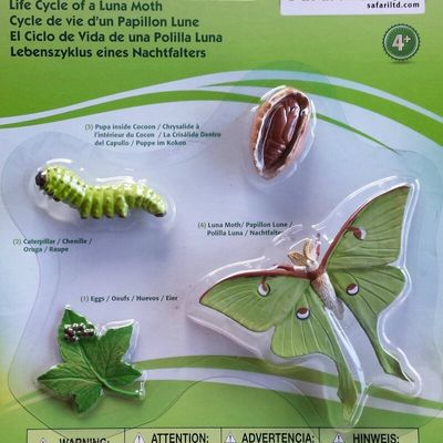 Des cycles de vie en 3D et manipulables pour l'école primaire, cycles 1, 2 ou 3