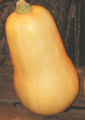 Butternut