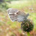 Coenonympha pamphilus (Linnaeus, 1758)