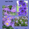 LES FLEURS DE MON JARDIN (Partie 2)