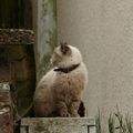 Illustration - LE CHAT -