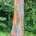 Rainbow Eucalyptus