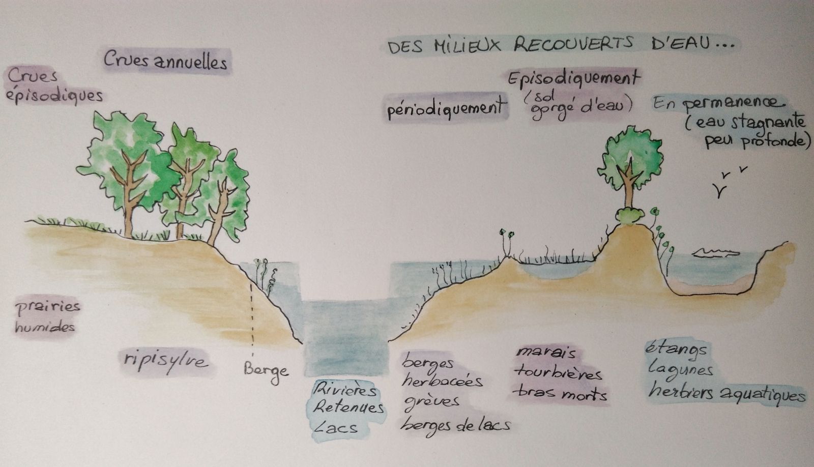 fonctionnement des zones humides (illustration)
