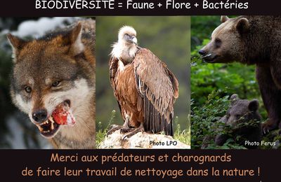 BIODIVERSITE = Faune + Flore + Bactéries