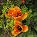 Les tulipes à l'ombre