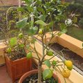 Nos Citrons du jardin