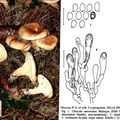 Analyse taxinomique d'une espèce toxique : Clitocybe amoenolens Malençon