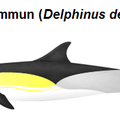 Mer Méditerranée la surconsommation et la pêche excessive font mourir les dauphins a une allure folle, ça fou les boules 