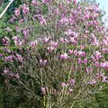 Le magnolia de Belleville ! Le temps des fleurs ....