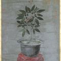 Ginseng Flower, Banda Lisha, Qing dynasty, Kangxi reign, 1662-1722