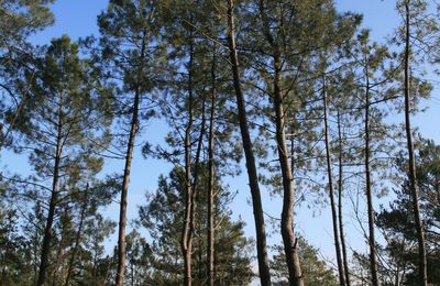 Balade en forêt de Fontainebleau