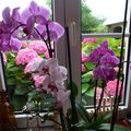 Mes orchidées