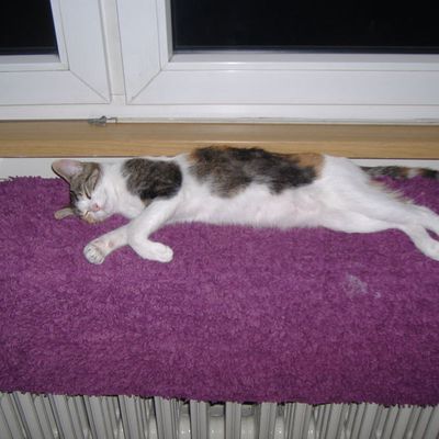 PLEINS DE PHOTOS DES CHATS