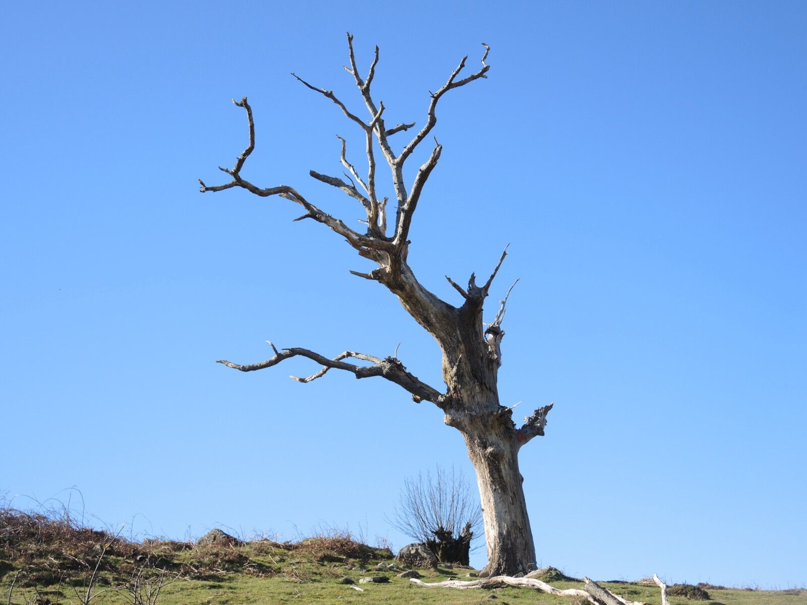 Larla, sentier des mines, vers la fin, un arbre (64)