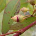 4 - Eucalyptus leucoxylon et ses sous-espèces, ainsi que Eucalyptus petiolaris