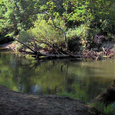 Promenade au bord de la Leyre