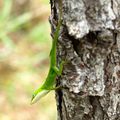 Anolis carolinensis / Green anole (Floride)