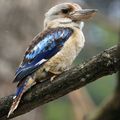 Kookaburra