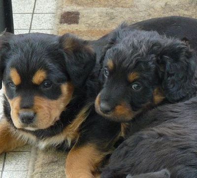 La pépette (Cali), 1 mois, et son frère