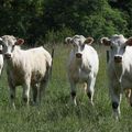 Les barbares en Valromey !