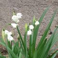 Fleurs de mon Jardin