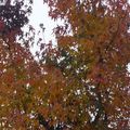 Belles couleurs d'automne...