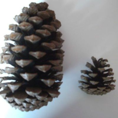 Une pomme de pin géante !!!!!!!!!!!!!!
