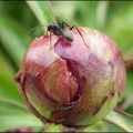 Pivoines et fourmis....