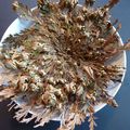 ROSE DE JERICHO