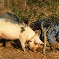 La mouche, le cochon et le chien