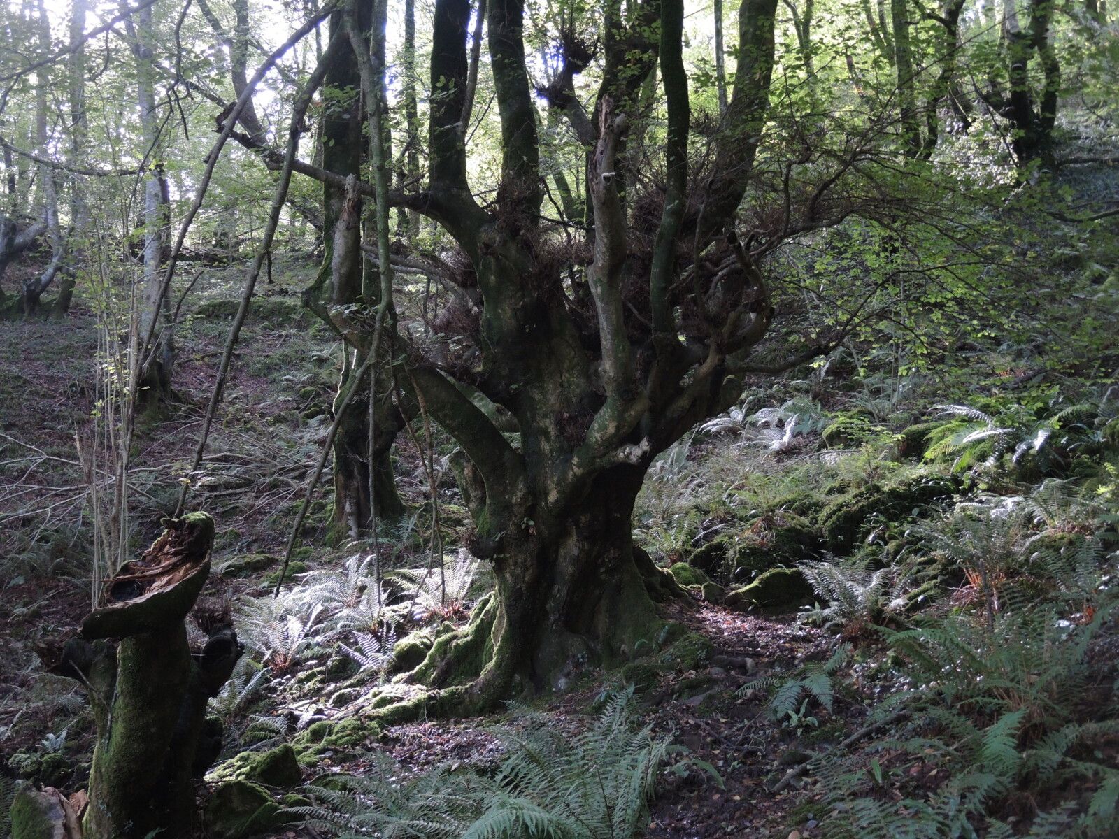 Sources de la Bidouzes, chemin, chêne tétard et branches (64)