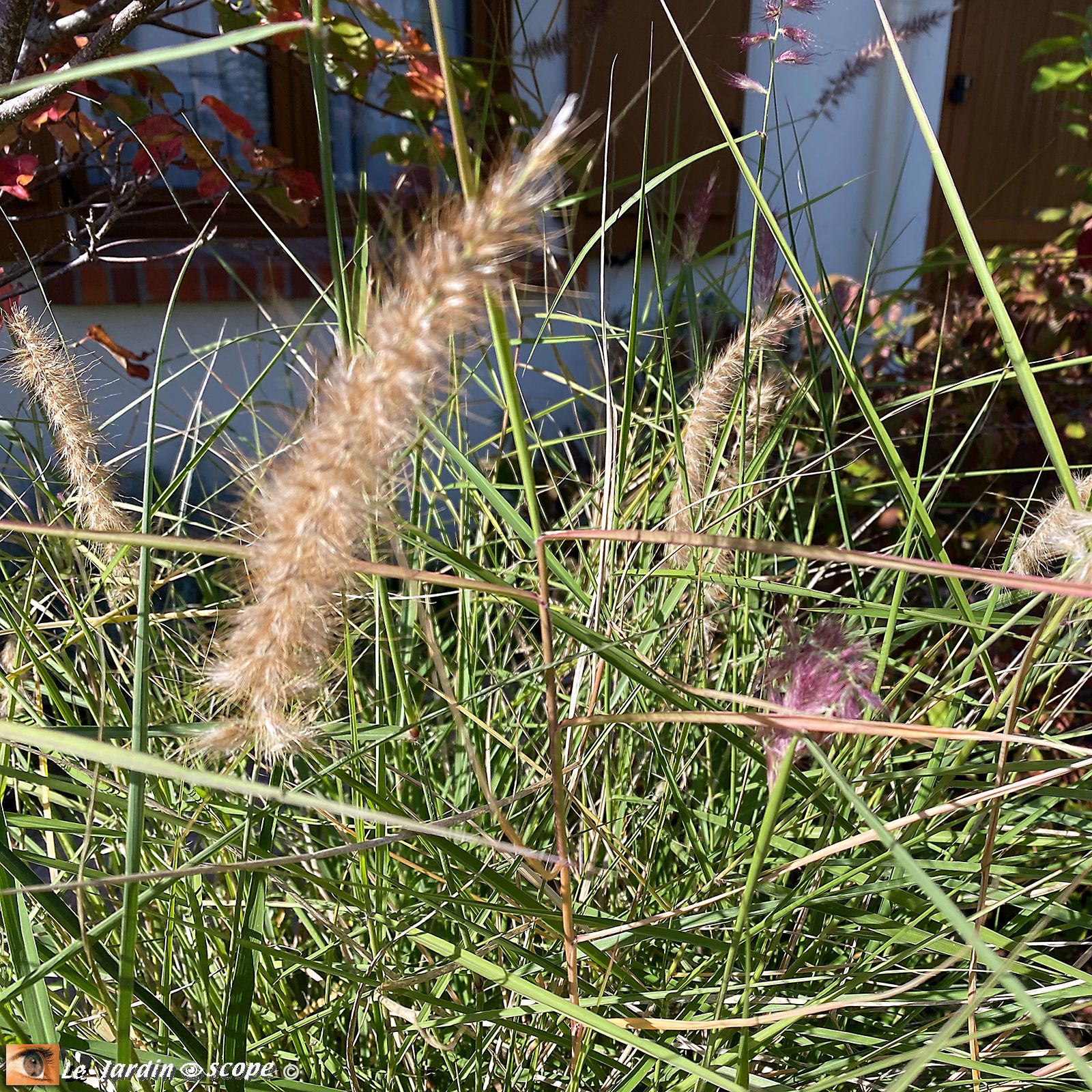 Pennisetum