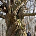 Le baobab de Béliet