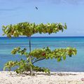 La plage c'est aussi un choix .....et des moyens....