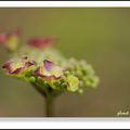 HYDRANGEA