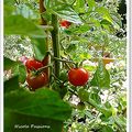 Les tomates cerises de mon jardin pour un apéritif.....