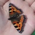 La Petite-tortue (Aglais urticae)