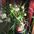 Cymbidium