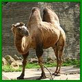 Le chameau de Bactriane