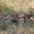 Jour 6 : Serengeti