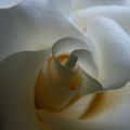 Une rose blanche contre la colère
