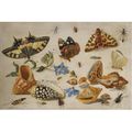 Jan van Kessel the Elder (Antwerp 1626 - 1679), A Swallowtail (Papilio machaon), Red Admiral (Vanessa atalanta) and other insect