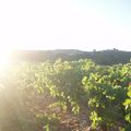 Wine Harvest In Languedoc