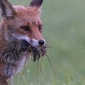 La photo de la semaine : Le rendez-vous nature hebdomadaire