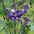 Clematis 'Blue Pirouette'