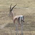 Antilope de Thomson : Afrique de l'Est