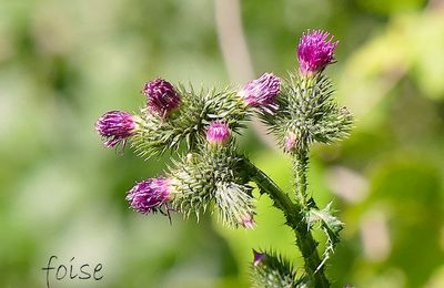 Chardon à fleurs nombreuses