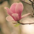 une seule fleur: celle du magnolia!