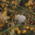 tourterelle en automne