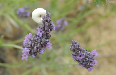 Une fleur, une histoire